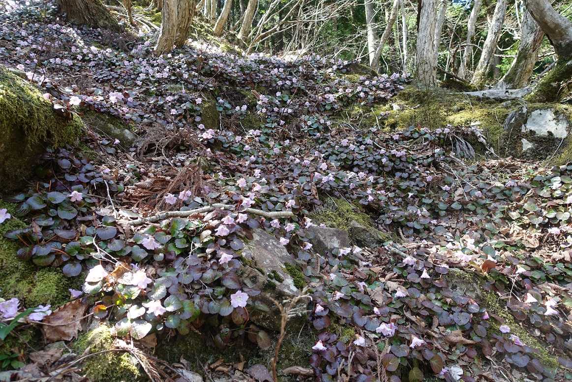 イワウチワの聖地へ行って来ました バラと山野草 楽天ブログ