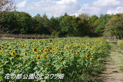 花の都公園