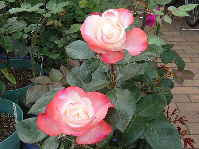 バラで小さな庭づくり チェリーレッドの ノスタルジー 残念な西花壇の植え場所作り