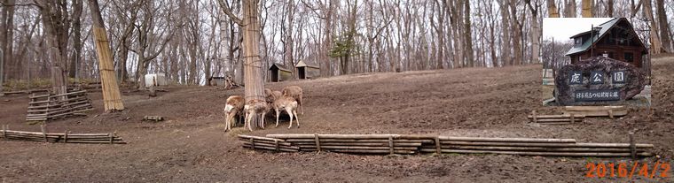 ４／２鹿公園の中.jpg