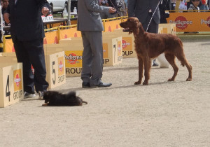 犬種分からない