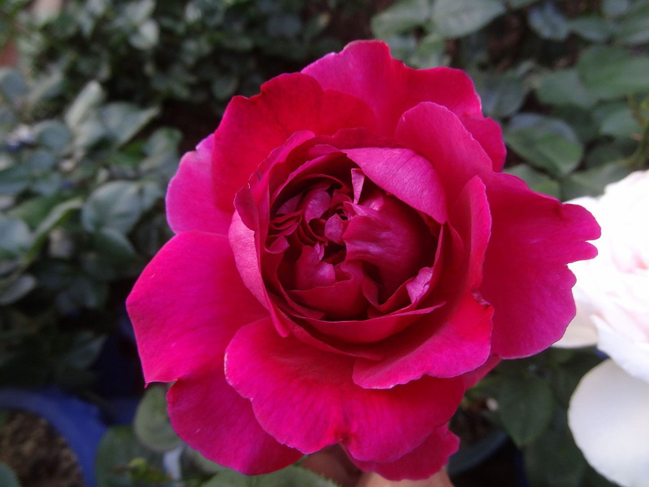 バラの間を歩く道 バラの初開花5品種 バラの美と香りを求めて 楽天ブログ