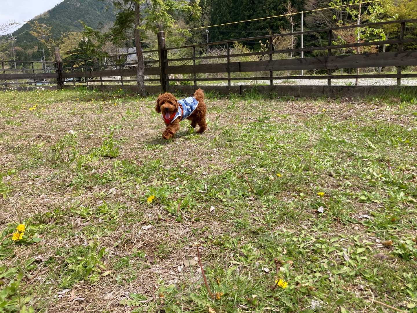 犬連れキャンプ 水の元オートキャンプ場 初心者キャンパー Coco 楽天ブログ