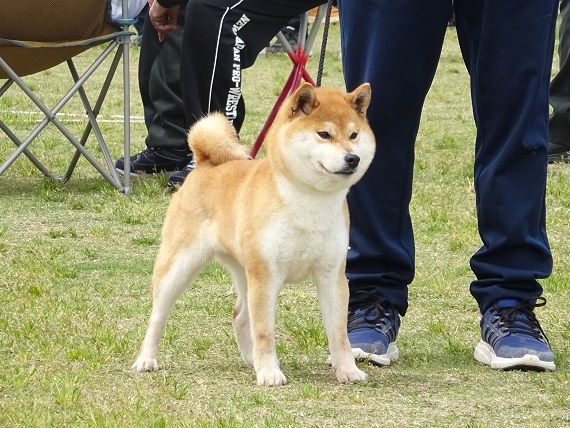 6ページ目の 展覧会 日本犬保存会 柴楽日記 楽天ブログ