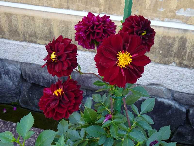 10月26日 今日の一花 ダリア Gazengamaのブログ 散歩中に出合った花と趣味の陶芸作品 楽天ブログ