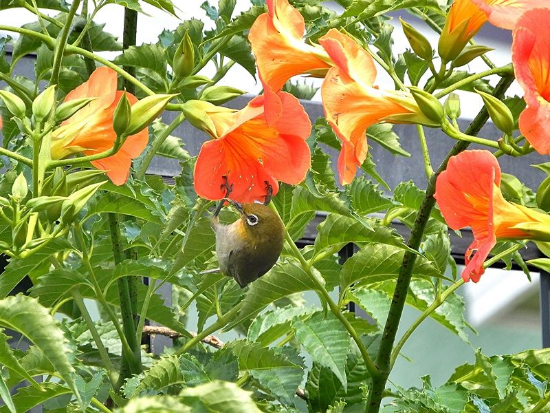 凌霄花と目白3