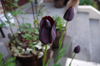 P1000239.jpg