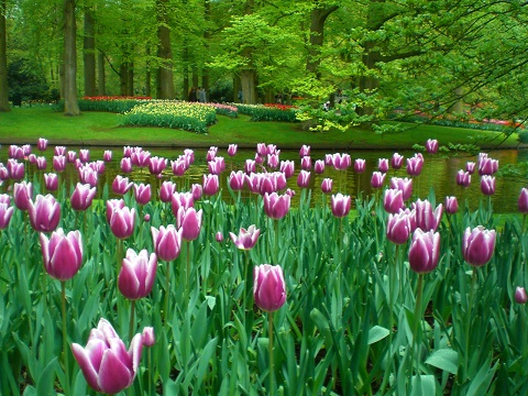 キューケンホフ公園