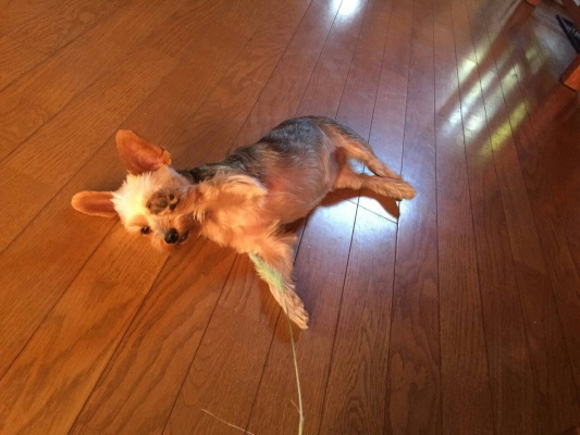 愛犬