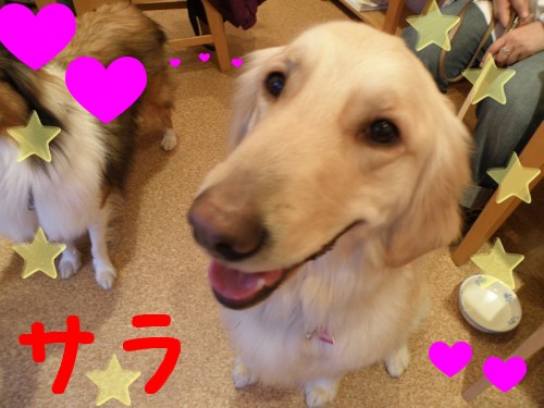 ｻﾗ.JPG