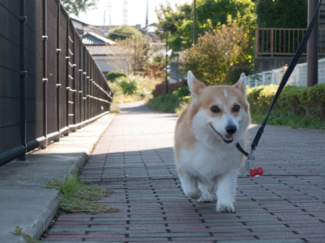 はな