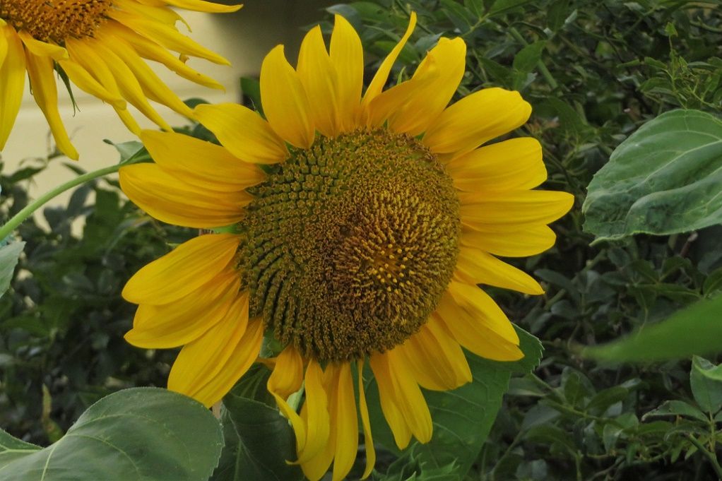 庭の花 ヒマワリ ミリオンベル ルリマツリ ヒマワリの種を食うスズメ 大分金太郎の花鳥蝶月 楽天ブログ