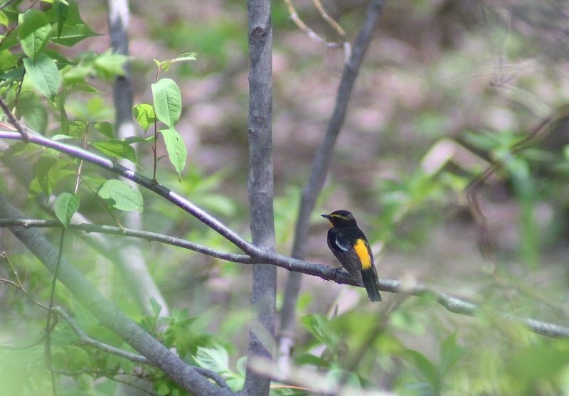 IMG_8221 (800x557).jpg