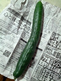 きゅうり.jpg