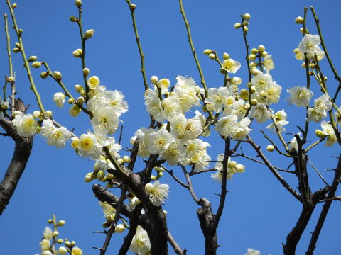 池上梅園にて