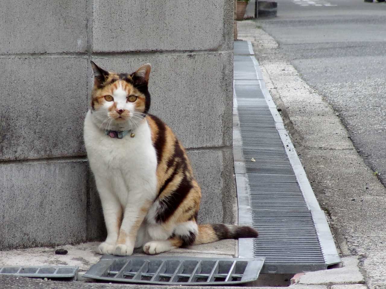 ハルちゃん、ハンガーストライキをする!?の巻 人さまのネコ - 楽天ブログ