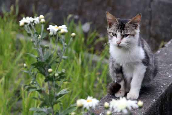 我が家のニャンコ♪2013/11/8-3