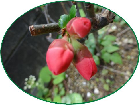 ボケの花