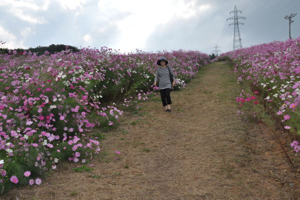 夢の平　秋桜