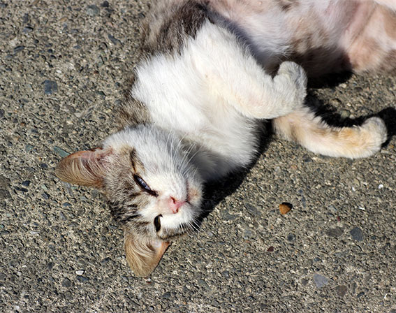 我が家のニャンコ♪2014/05/7-1