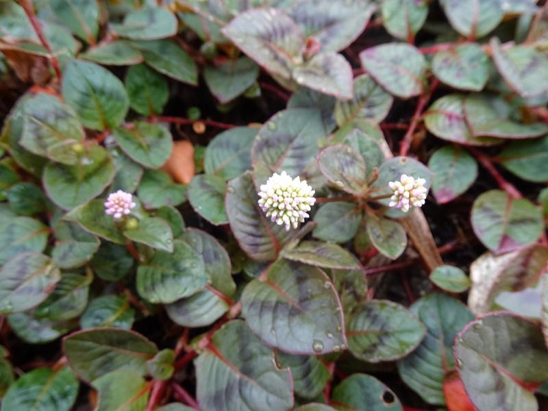 9月24日 9月の花 その４ Gazengamaのブログ 散歩中に出合った花と趣味の陶芸作品 楽天ブログ