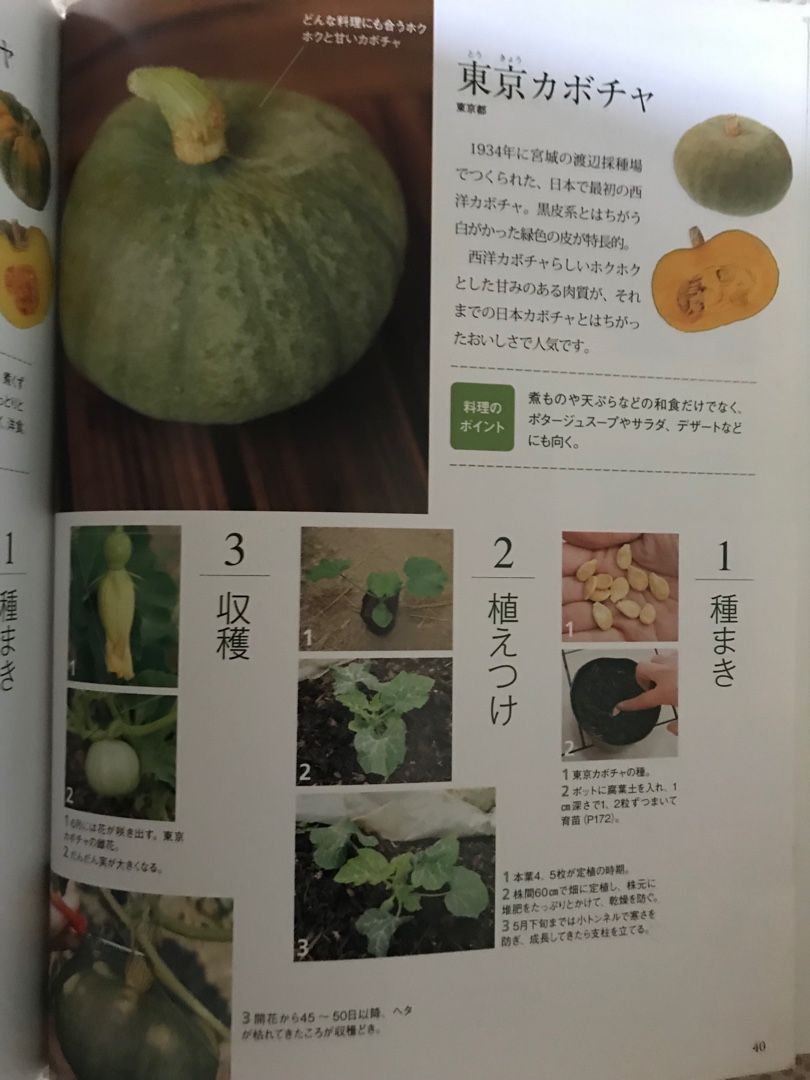 固定種 伝統野菜 東京カボチャ 田中農業村 楽天ブログ