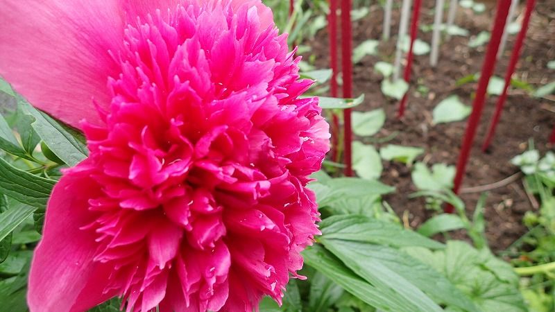 シャクナゲ | 北海道 登山日和 花日和 - 楽天ブログ