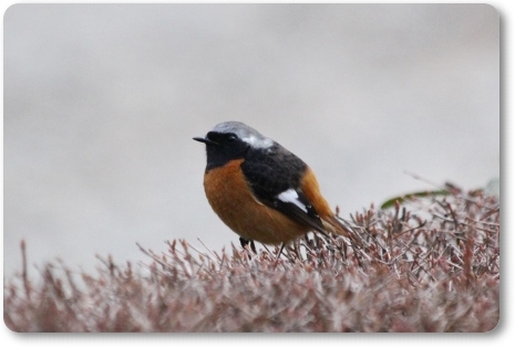 樹木公園-47 ジョウビタキ・オス-1 14.3.29