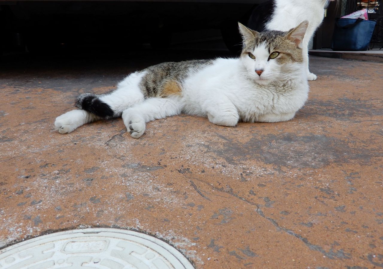 猫が集会してる の巻 人さまのネコ 楽天ブログ 猫が集会してる の巻 人さまのネコ 楽天ブログ