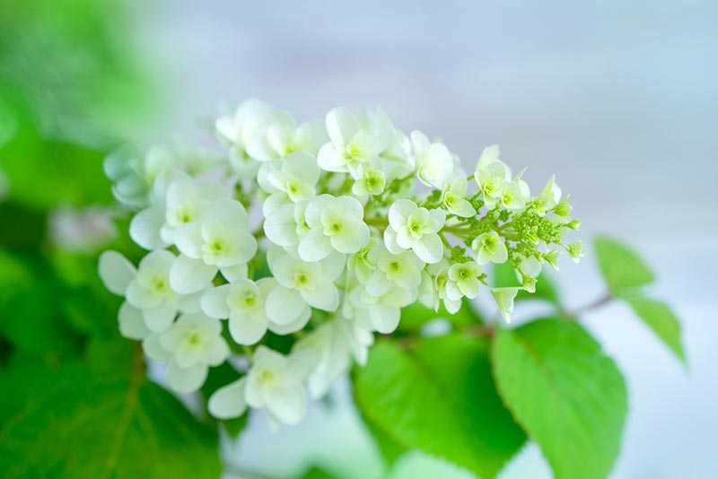 小さな幸せ集め時々猫