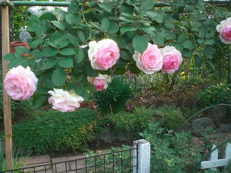 ピエールドゥロンサール