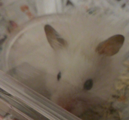 プーのオレ様日記２　３