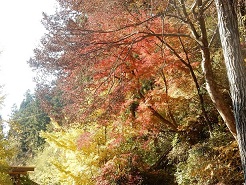 荒川キャンプ場