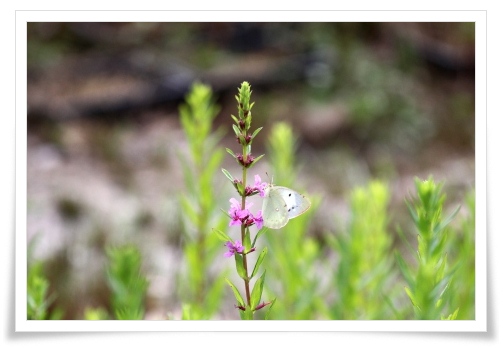 大乗寺丘陵公園-33 ミソハギにモンキチョウ 13.6.22