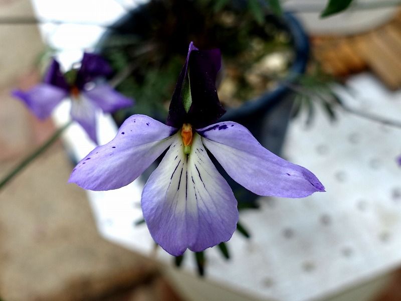 5月1日 今日の一花 その３ トリアシスミレ 鳥足菫 Gazengamaのブログ 散歩中に出合った花と趣味の陶芸作品 楽天ブログ