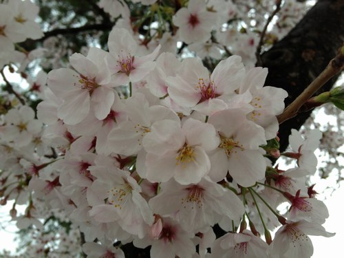 1桜4月3日500４.jpg