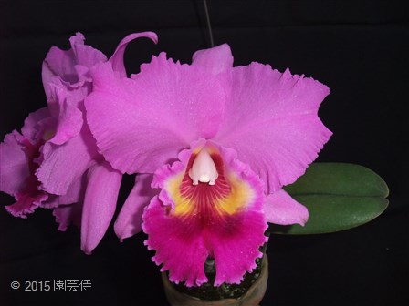 Lc. Cosmo-Horace 20150111-2