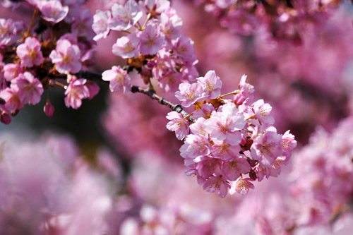 桜２