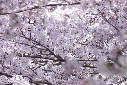 IMGP9179.JPG