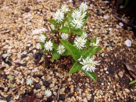 庭の花たちも次々と開花 一人静 翁草 満天星 おかしな仕事 楽天ブログ