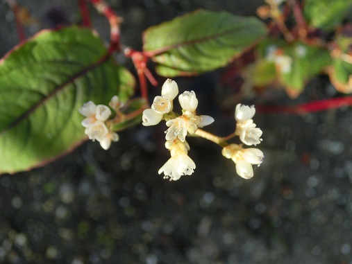 レッドドラゴン