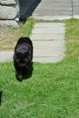 黒猫さん