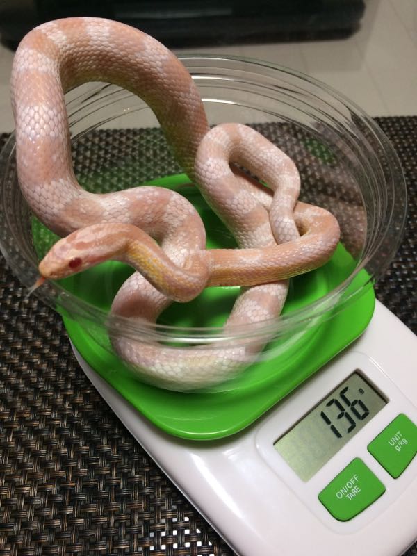 コーンスネーク の記事一覧 あかり コーンスネーク の成長記録 楽天ブログ