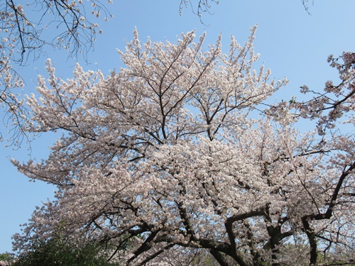 池上本門寺 ＆ 池上本門寺周辺にて