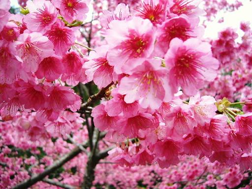 桜　満開