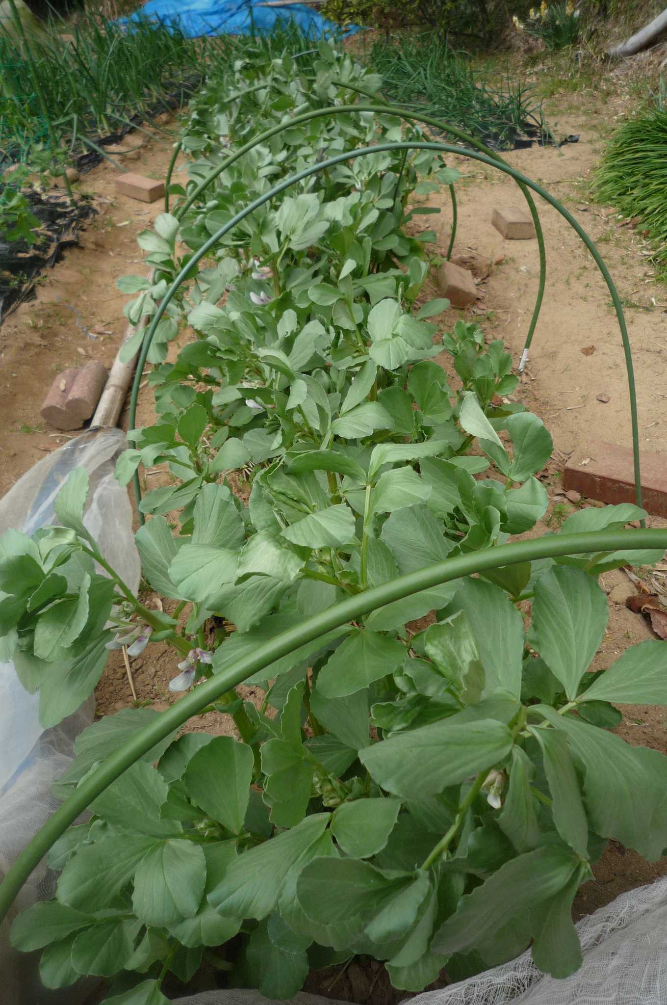 そら豆に花が咲いて来ました 茉優 翔 家庭菜園ブログ 楽天ブログ