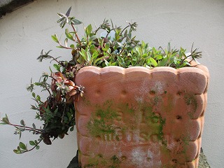 IMG_8615ss.jpg