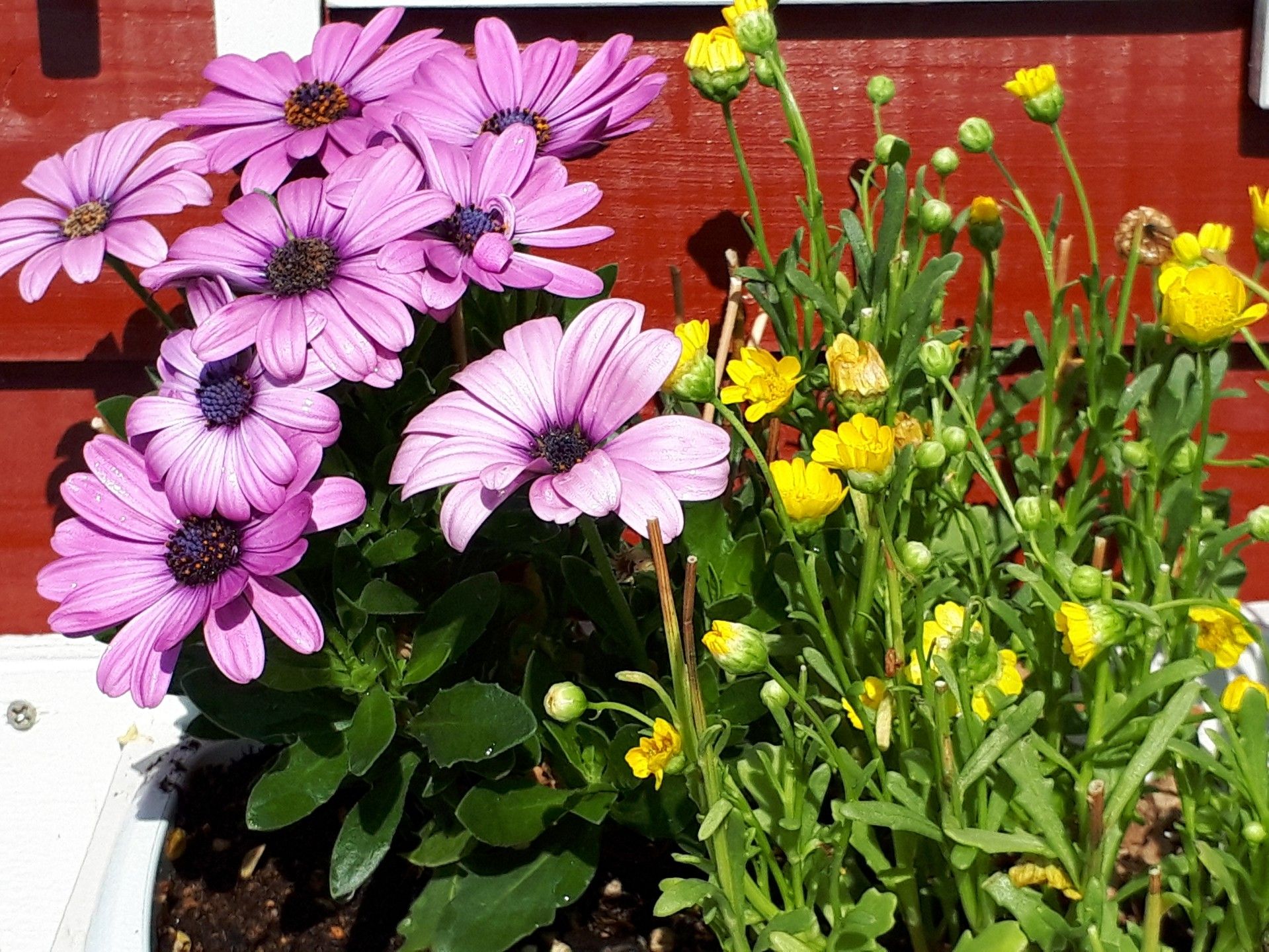 ガーデンハウス前もお花がまた咲きました ゆるふわgarden お野菜とお花たちと日々の出来事 楽天ブログ