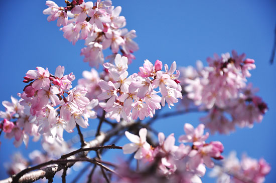 桜５
