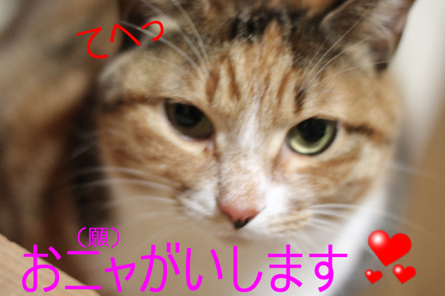 IMG_020718.png